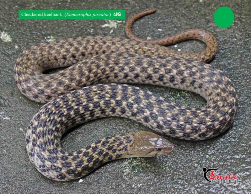 Checkered Keelback Snake Helpline