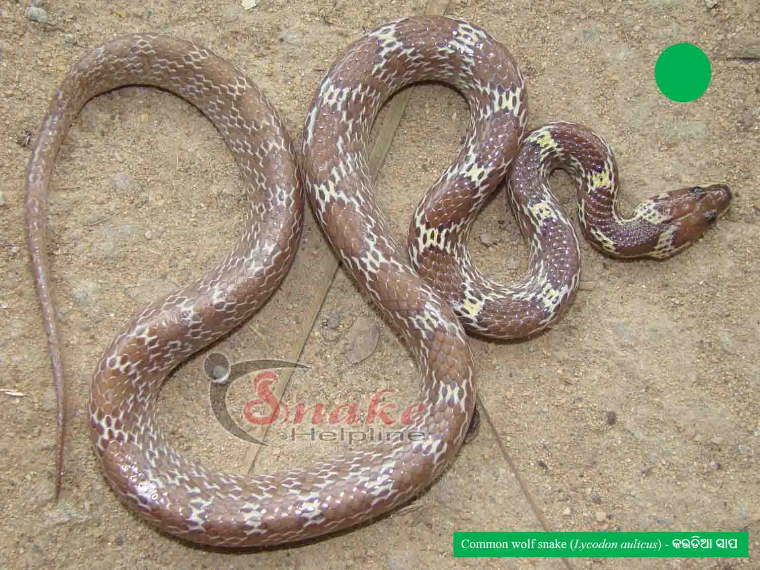 COMMON WOLF SNAKE କଉଡିଆ ସାପ - Snake Helpline
