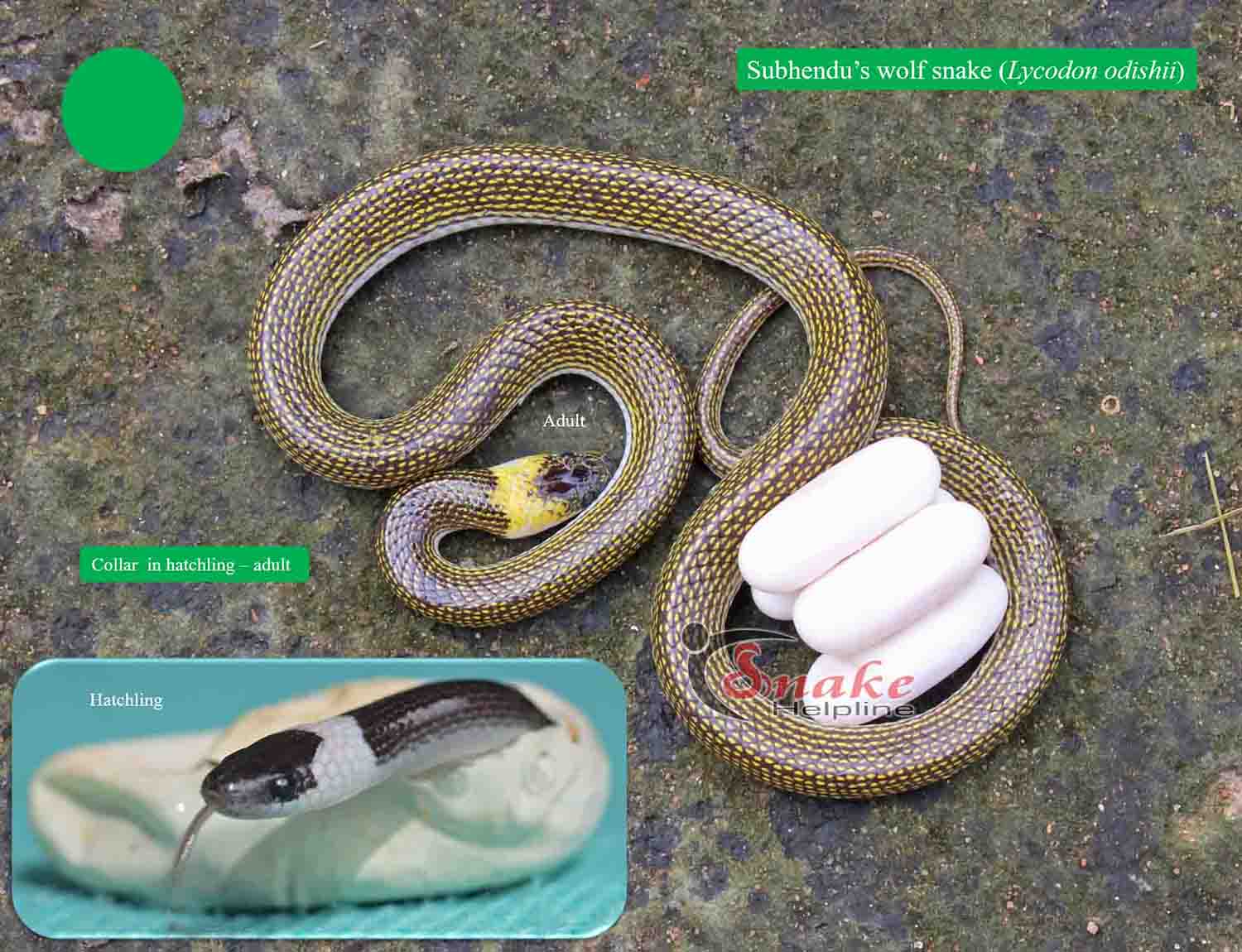 Subhendu's wolf snake ଓଡିଶୀ ସାପ - Snake Helpline