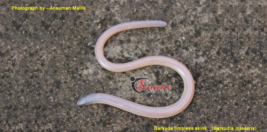 Barkudia insularis